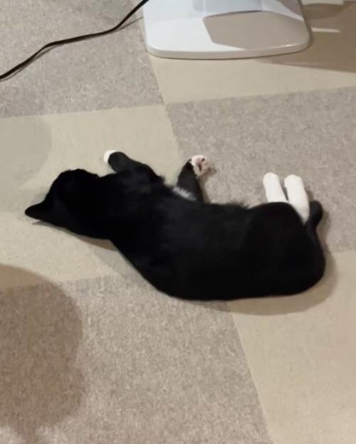 気づかない猫
