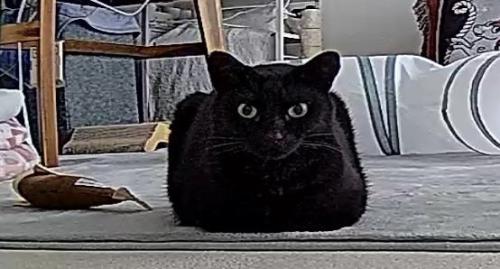 遠くからみると四角い形になっている猫