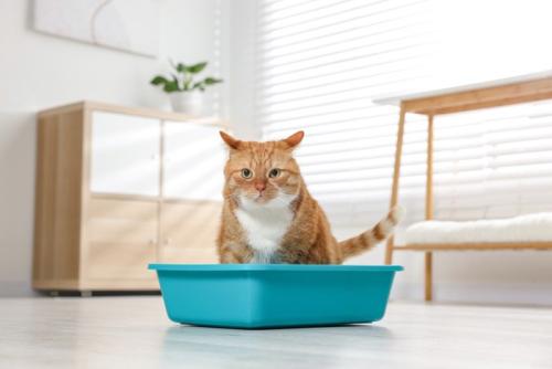 トイレ中の猫