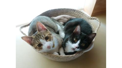 身を寄せ合っている猫たち