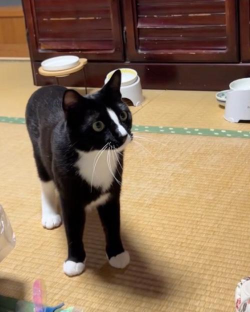 やる気の猫