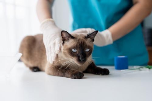 診察を受けている猫