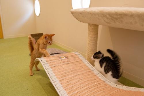 遊ぶ子猫たち