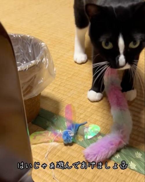 期待する猫