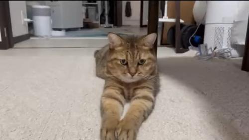 スフィンクス座り