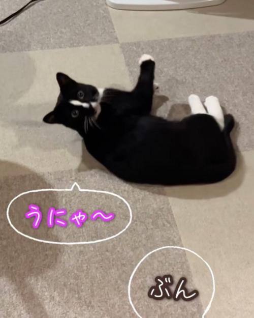 振り向く猫