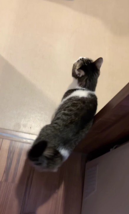 立ち去る猫