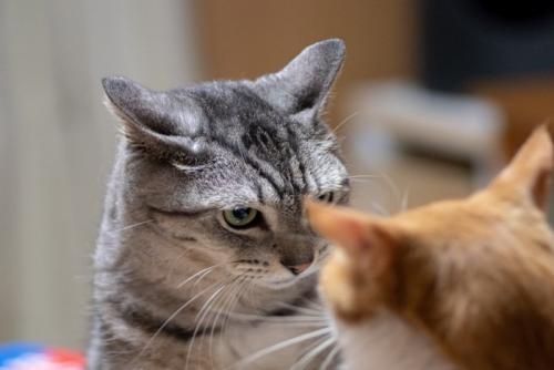 睨み合う猫