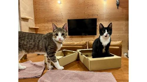 室内にいる猫