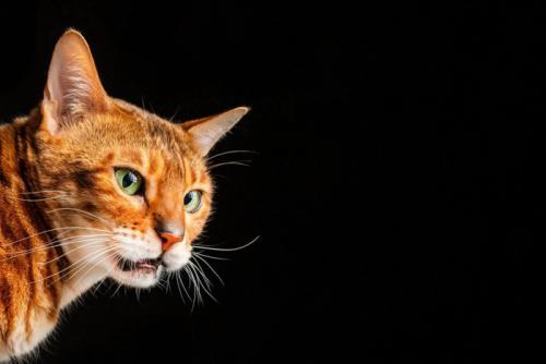 フレーメン反応中の猫