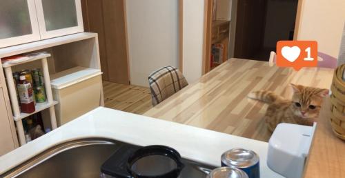 洗い物に気づいたぷてぃこさん