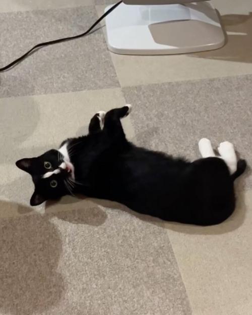 返事する猫