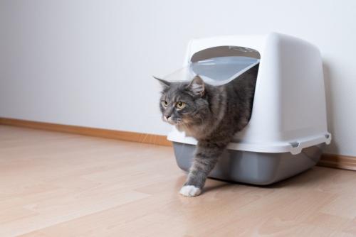 猫とトイレ