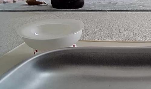 ペットカメラに映る猫の体の一部