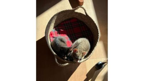 身を寄せ合っている猫たち