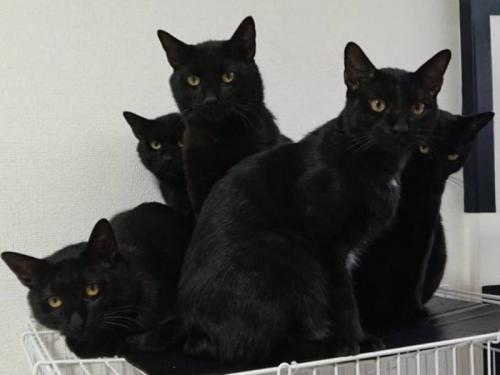 ケージの上でカメラ目線な黒猫たち