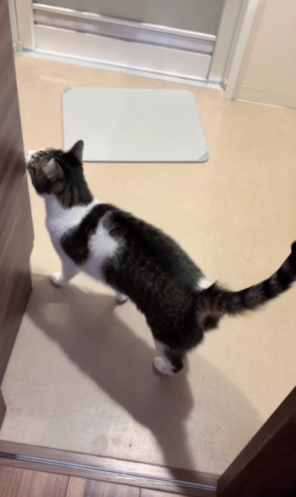 立ち去る猫