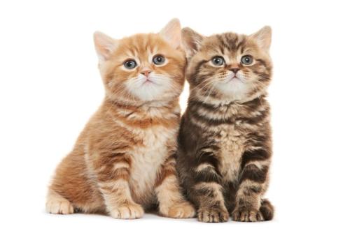 2匹で並ぶ子猫