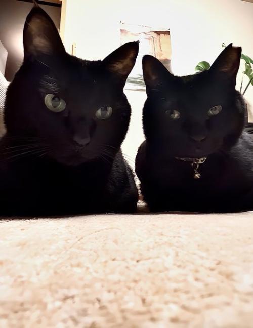 黒猫2匹のアップ
