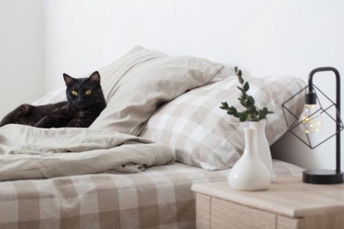 ベッドにいる黒猫