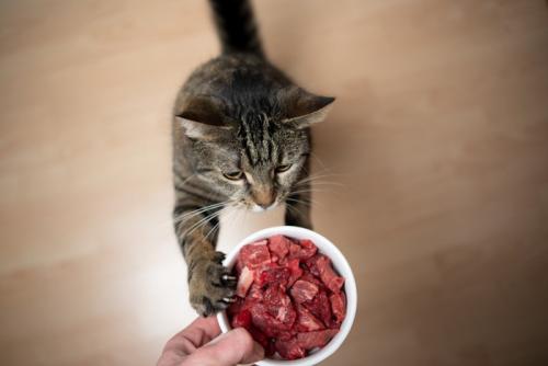 肉を欲しがる猫