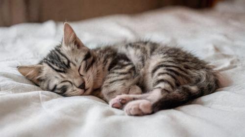 眠る子猫