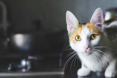 薄暗いキッチンにいる猫
