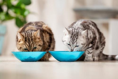 水色のお皿で食事をする2匹の猫