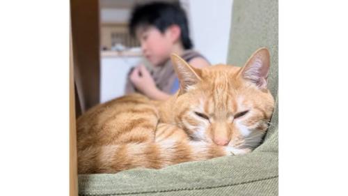 寝ている猫