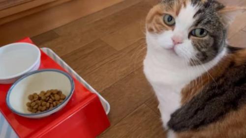 室内にいる猫