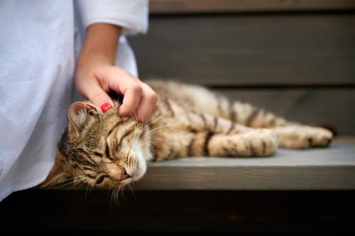 女性になでられる猫