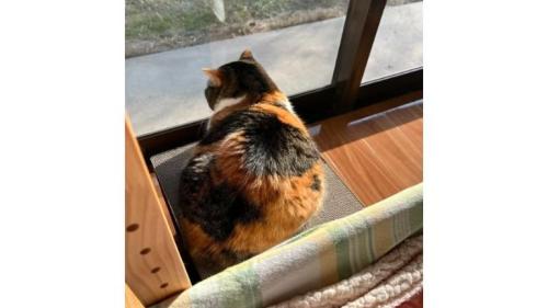 窓際にいる猫