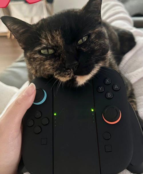コントローラーに顎を乗せる猫（アップ）