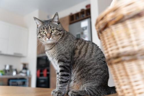 テーブルの上の猫