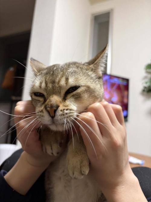 目を細める猫