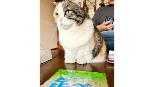 室内にいる猫