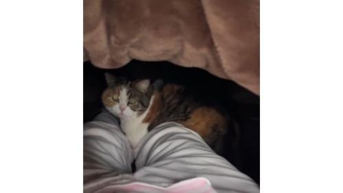 布団の中の猫