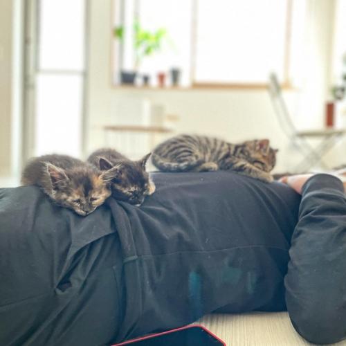 男性の上で寝る4匹の子猫