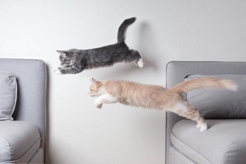 ジャンプする二匹の猫