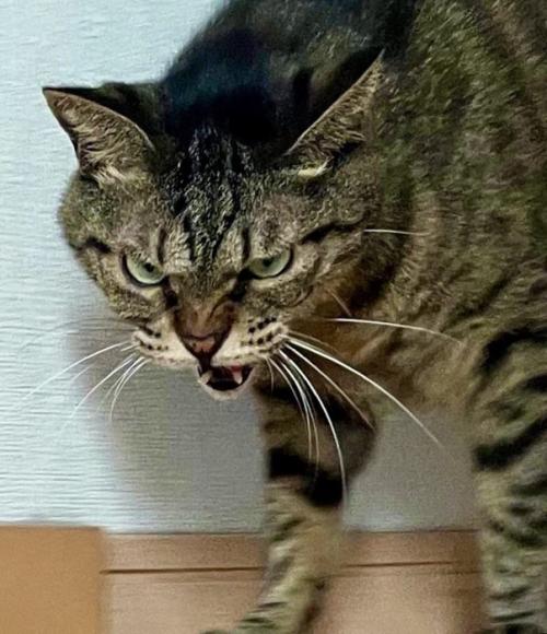 顔をしかめて遠くを見るキジトラ猫