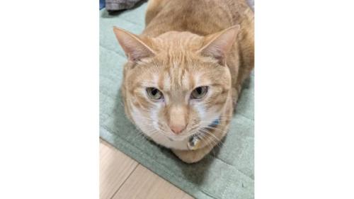 室内にいる猫