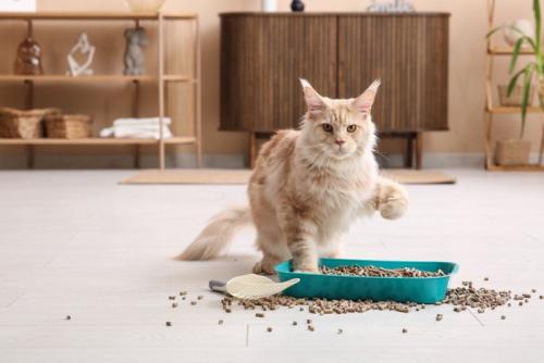 砂をこぼす猫