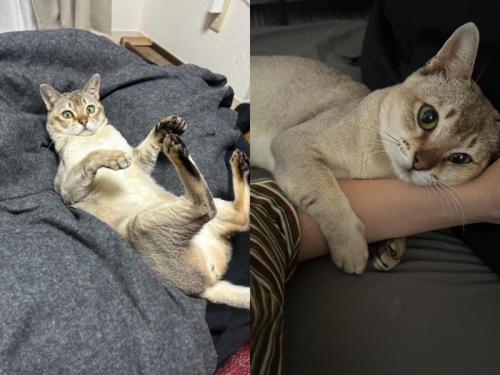 仰向けの猫