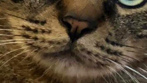 キジトラ猫の口