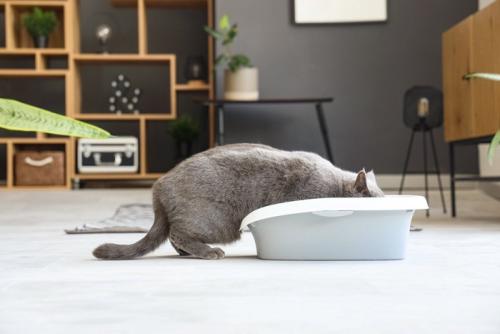 トイレに顔を突っ込む猫