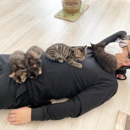 男性の上で寝る4匹の子猫