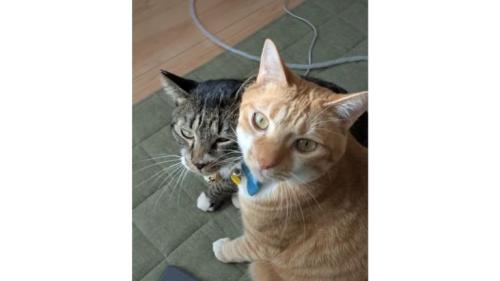 室内にいる猫