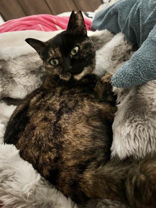 窓辺で寝る猫