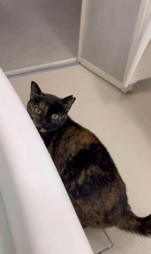 風呂場で座る猫