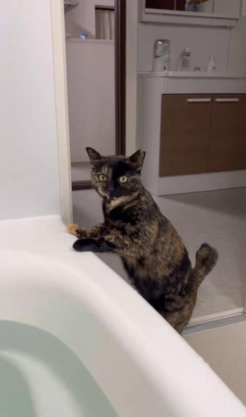 風呂に前足をかける猫